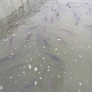 广西宾阳淡水鱼水产业