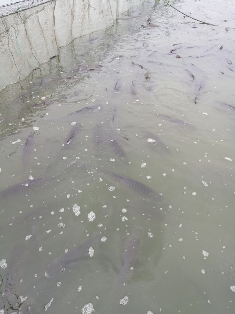 广西宾阳淡水鱼水产业