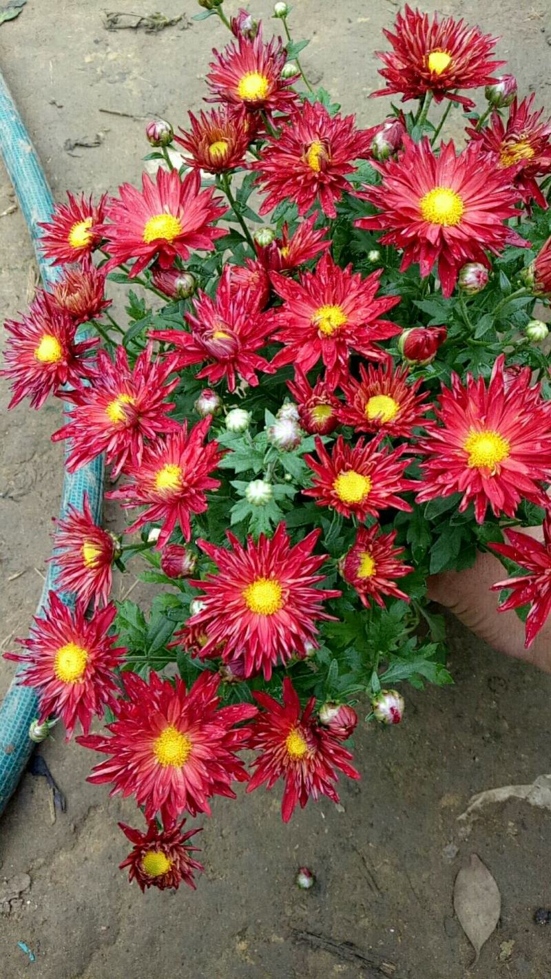 菊花盆栽带花苞成品菊花苗室内花卉植物九月菊千头菊四季开花