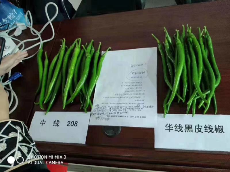 【精】郑研中线208辣椒种子，果长30厘米