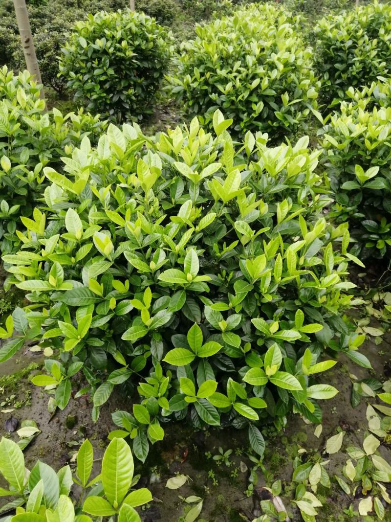 四川成都温江基地苗圃栀子花球，质量保证，基地货