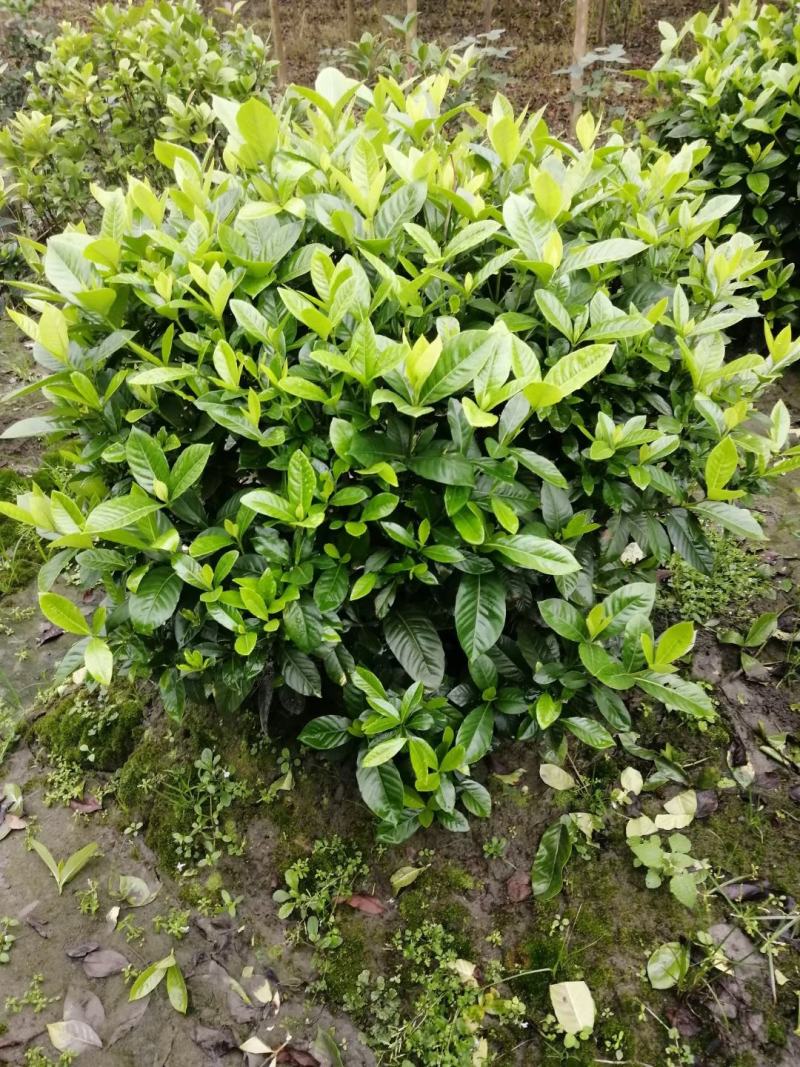 四川成都温江基地苗圃栀子花球，质量保证，基地货