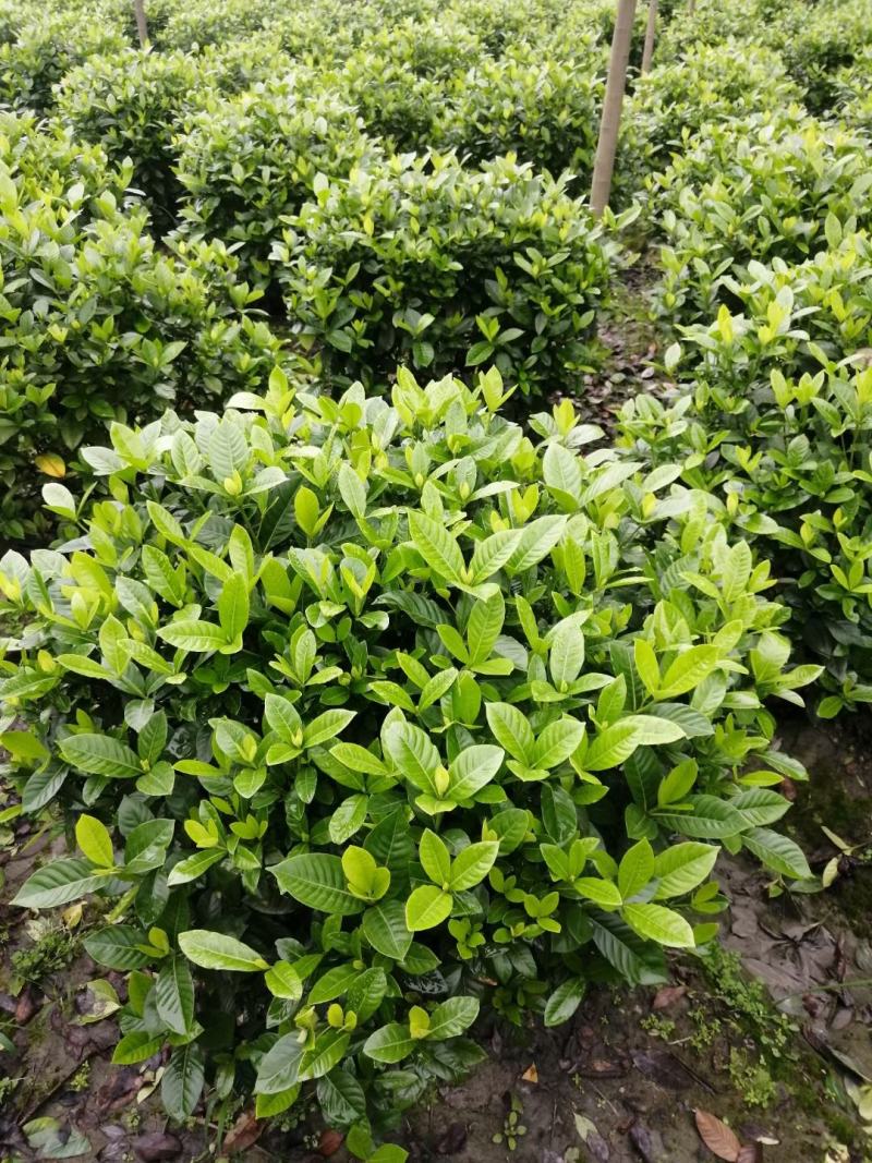 四川成都温江基地苗圃栀子花球，质量保证，基地货