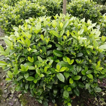 四川成都温江基地苗圃栀子花球，质量保证，基地货
