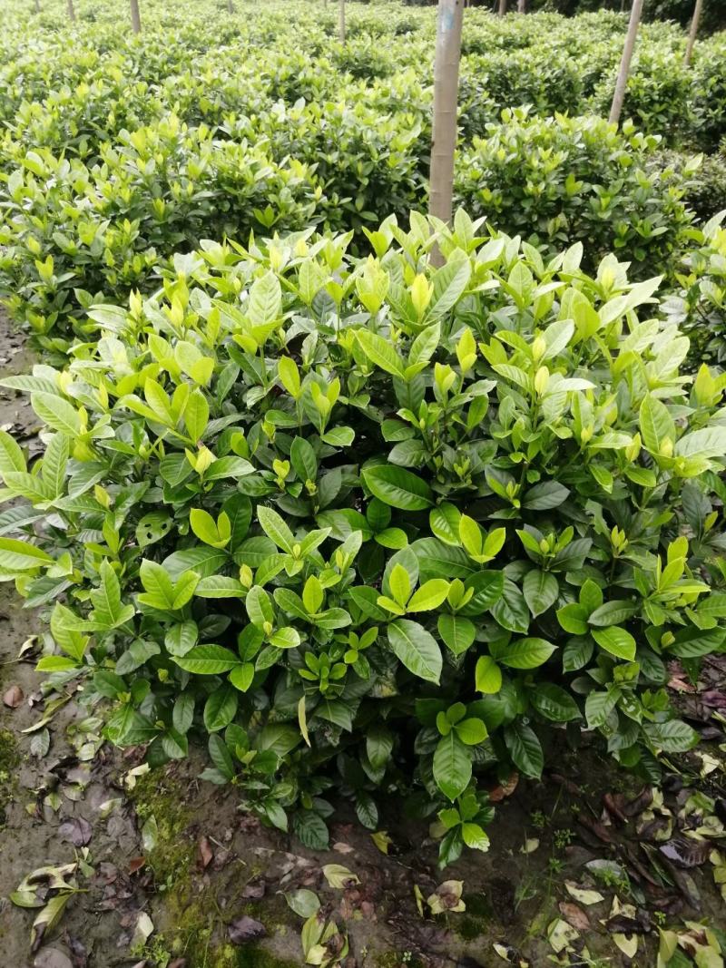 四川成都温江基地苗圃栀子花球，质量保证，基地货