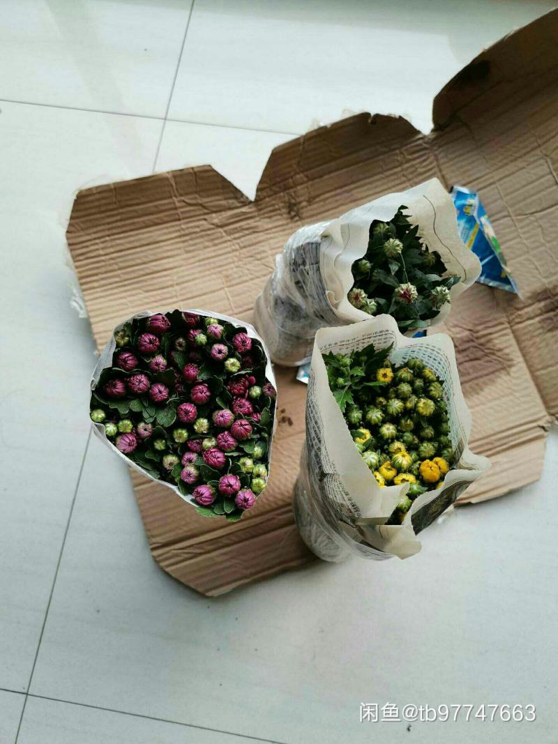 菊花盆栽带花苞成品菊花苗室内花卉植物九月菊千头菊四季开花