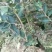 大量供应大果油茶苗，基地直销，质量保证，价格优惠