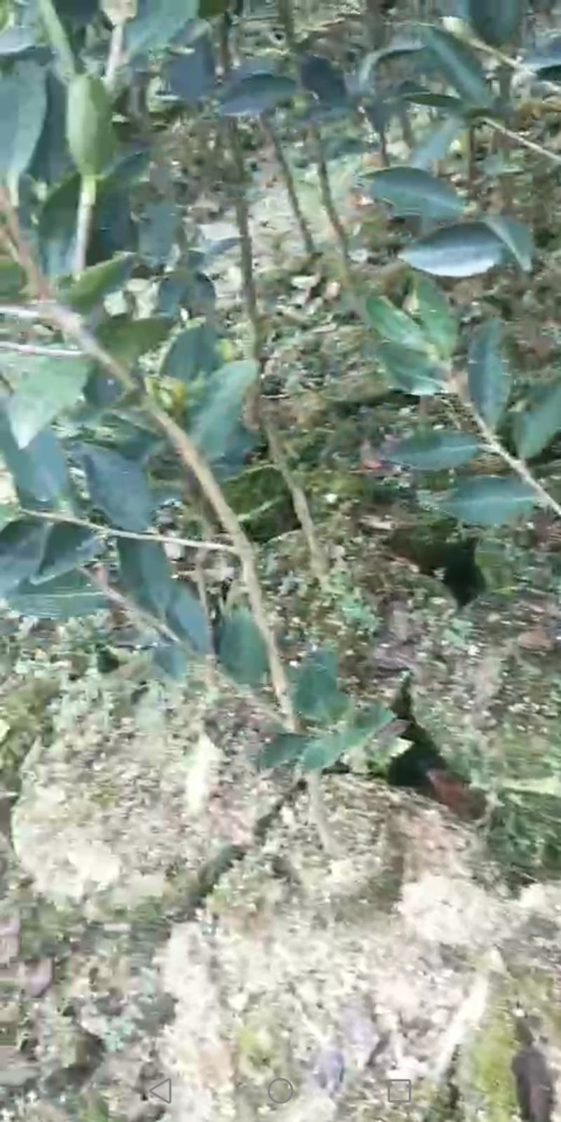 大量供应大果油茶苗，基地直销，质量保证，价格优惠