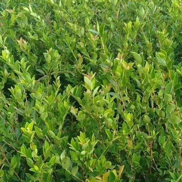 大量供应大果油茶苗，基地直销，质量保证，价格优惠