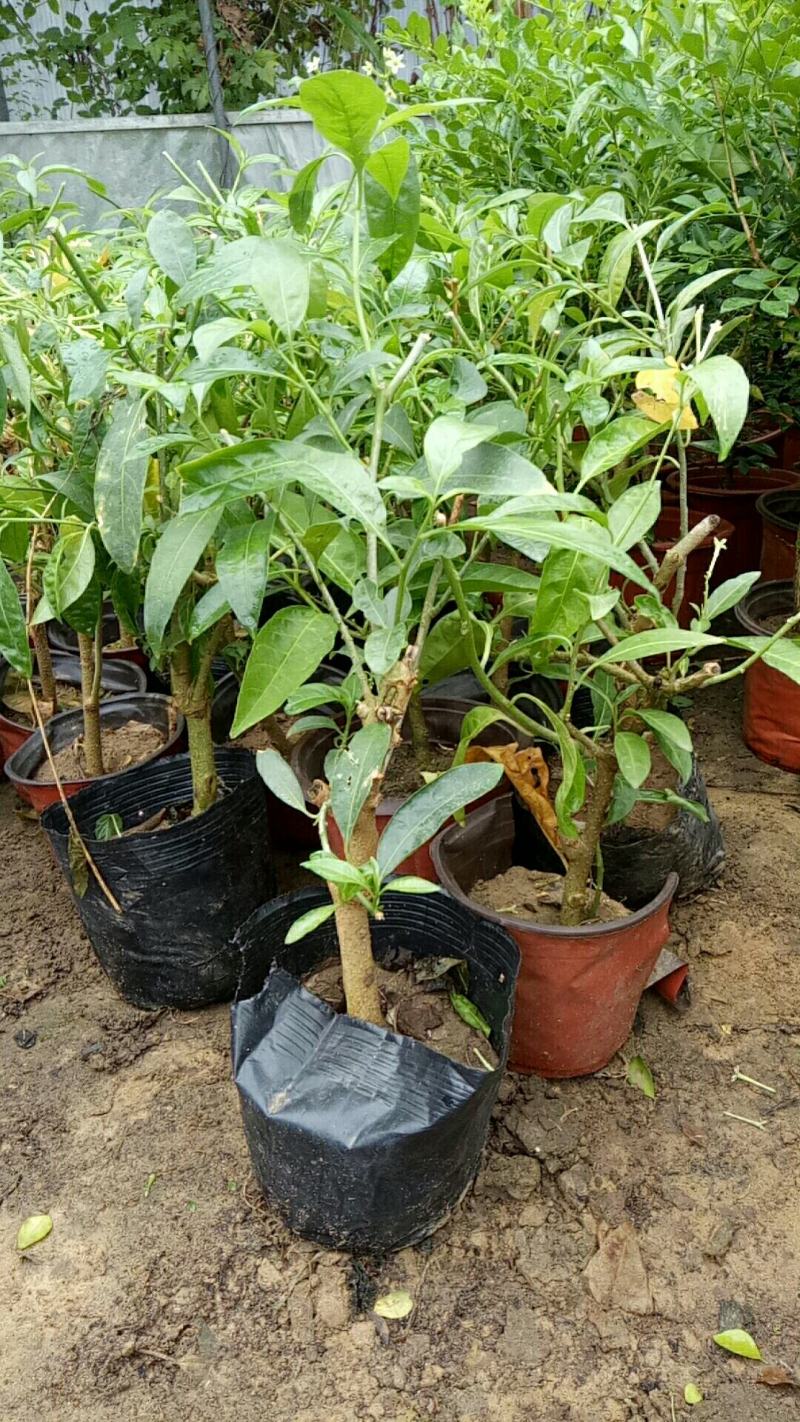 夜来香盆栽树苗庭院阳台四季开花绿植花卉净化空气驱蚊香