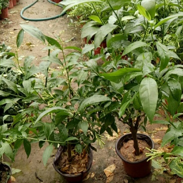 夜来香盆栽树苗庭院阳台四季开花绿植花卉净化空气驱蚊香