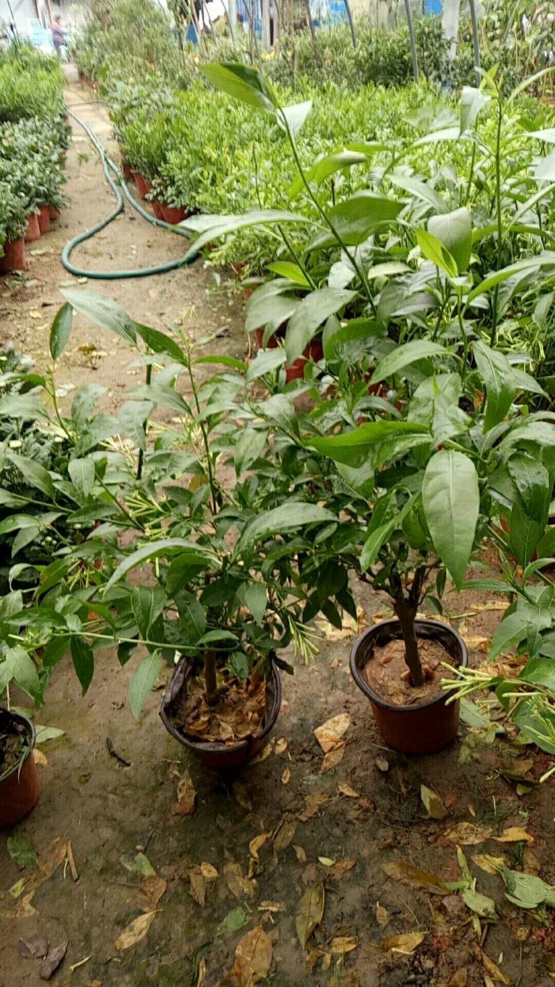 夜来香盆栽树苗庭院阳台四季开花绿植花卉净化空气驱蚊香