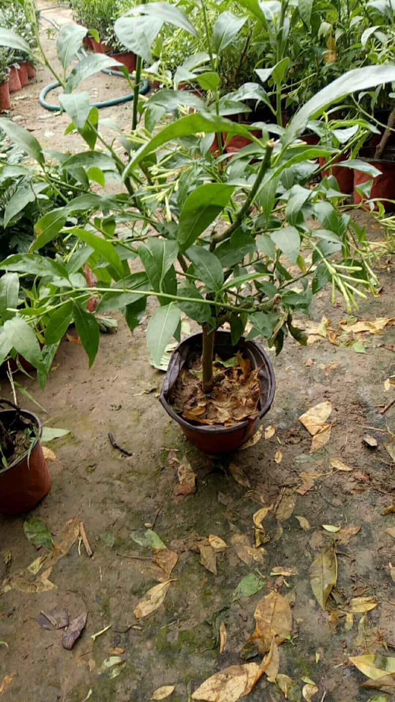 夜来香盆栽树苗庭院阳台四季开花绿植花卉净化空气驱蚊香