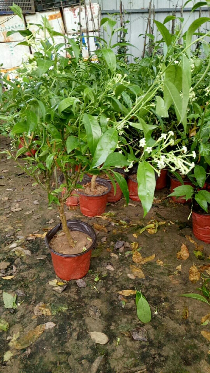 夜来香盆栽树苗庭院阳台四季开花绿植花卉净化空气驱蚊香