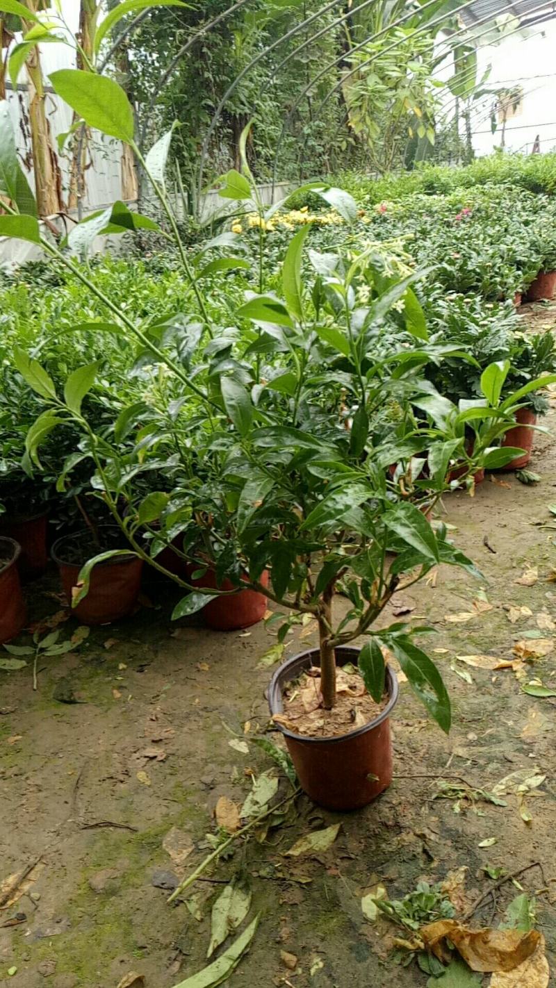 夜来香盆栽树苗庭院阳台四季开花绿植花卉净化空气驱蚊香