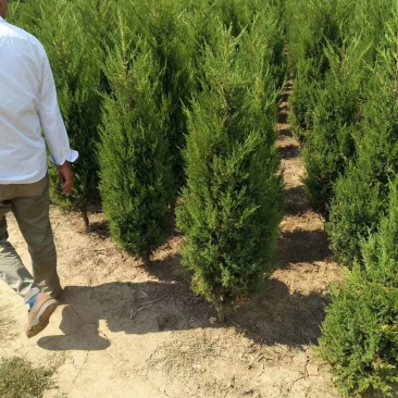 松柏树苗蜀快(塔柏)洒金柏地柏侧柏四季常青绿化工程苗