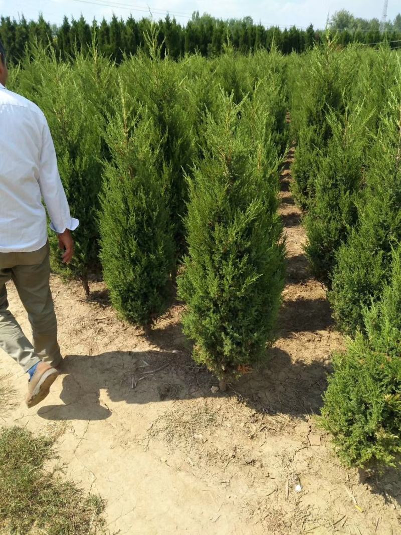 松柏树苗蜀快(塔柏)洒金柏地柏侧柏四季常青绿化工程苗