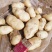 土豆陕西靖边v7土豆新鲜蔬菜【个大干净货美】土豆批发