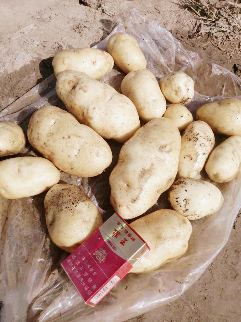 土豆陕西靖边v7土豆新鲜蔬菜【个大干净货美】土豆批发
