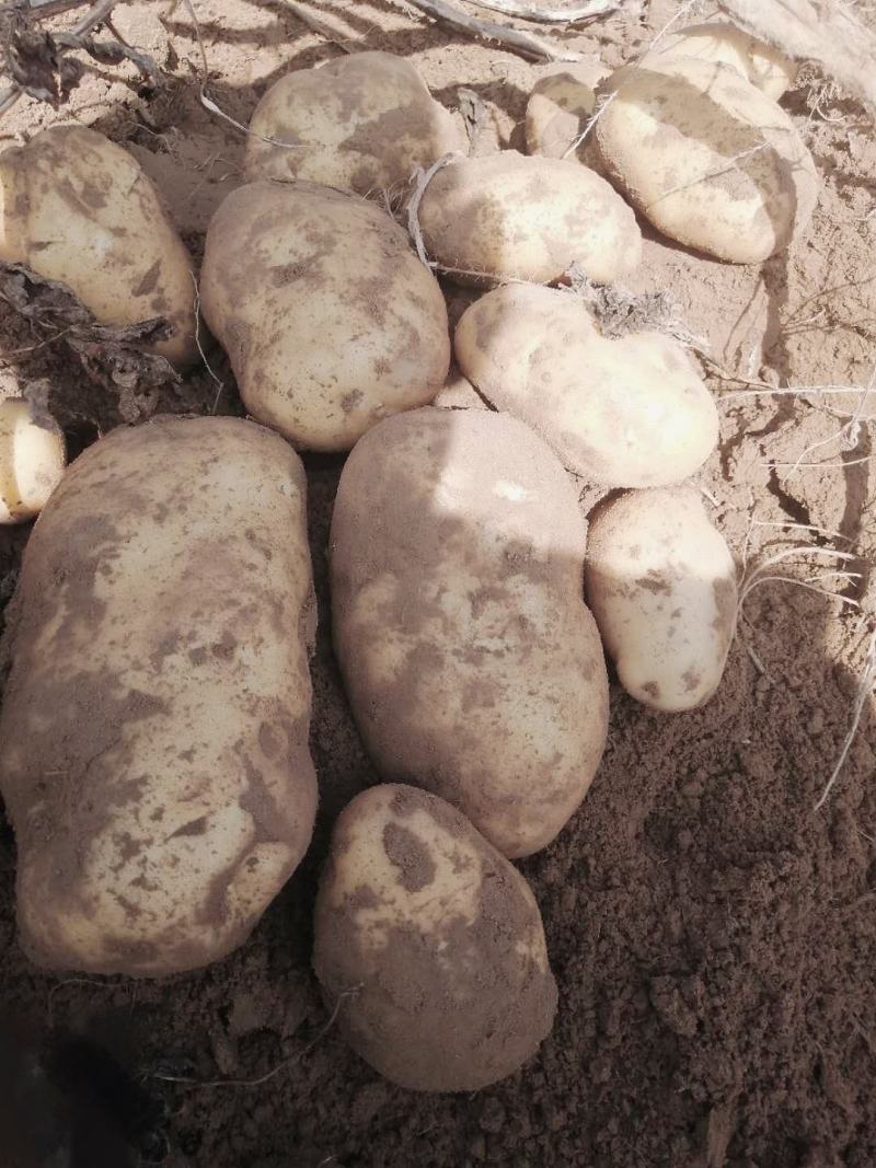 土豆陕西靖边v7土豆新鲜蔬菜【个大干净货美】土豆批发