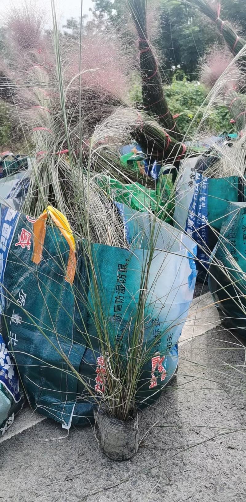 四川成都温江基地粉黛乱子草，质量保证欢迎咨询