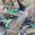 四川成都温江基地粉黛乱子草，质量保证欢迎咨询