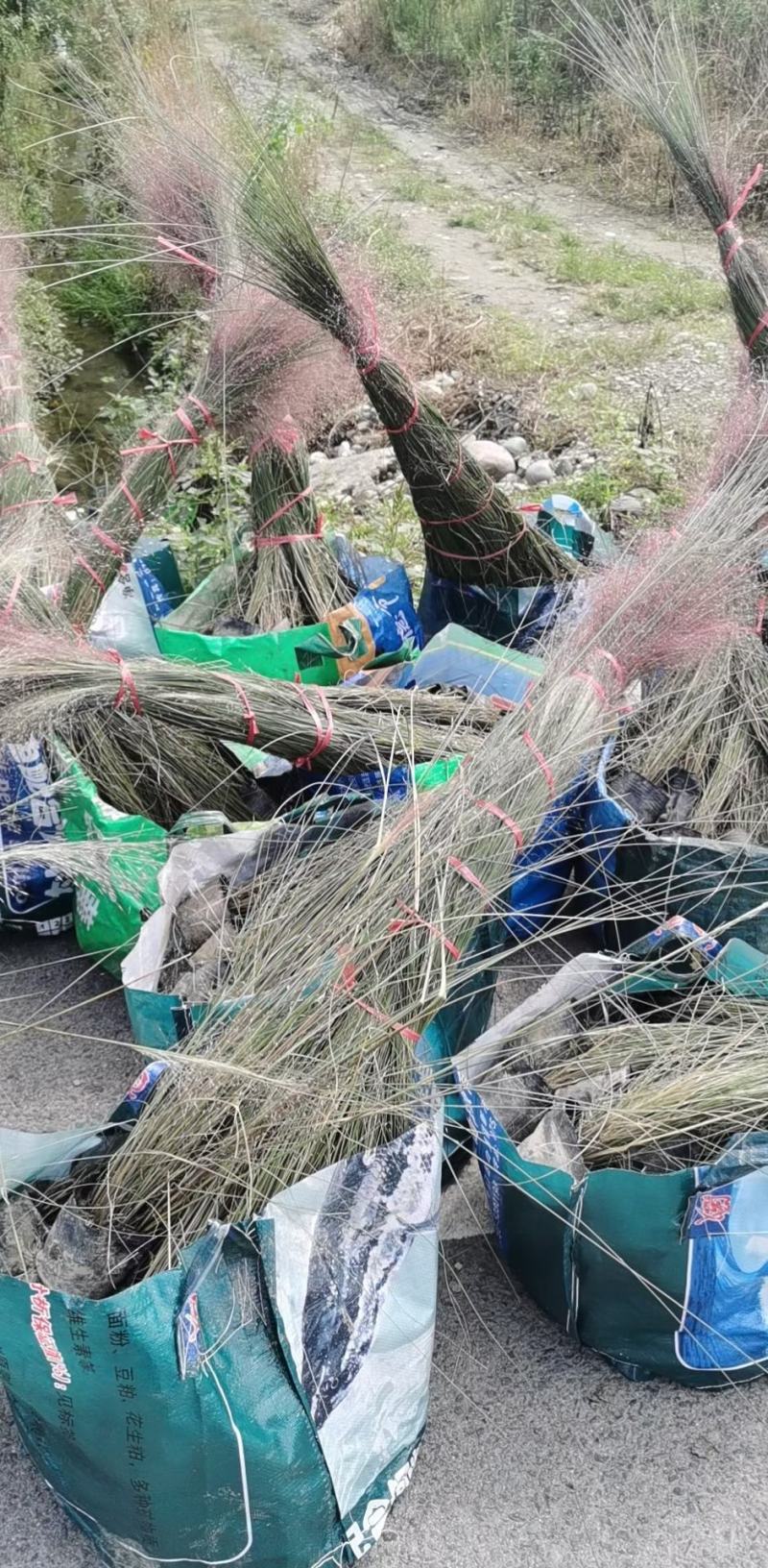 四川成都温江基地粉黛乱子草，质量保证欢迎咨询