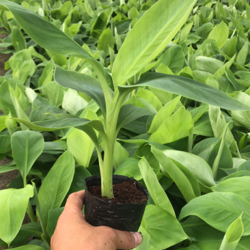 广西南宁莫少苗木(威廉斯b6)10cm~30cm不含