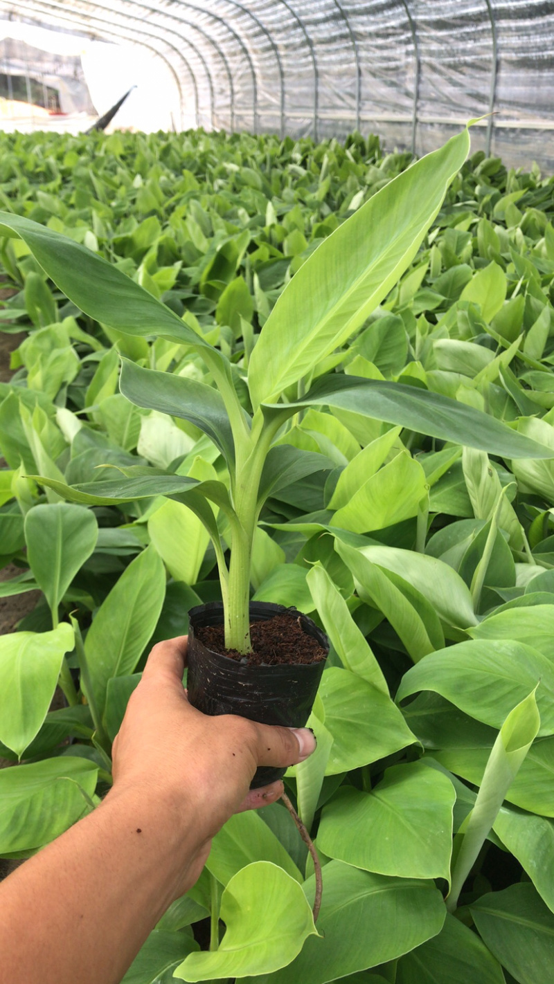 广西南宁莫少苗木(威廉斯b6)10cm~30cm不含