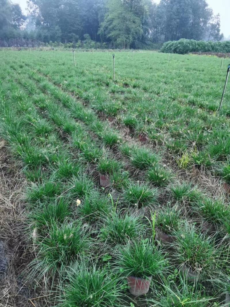 四川成都温江基地小兔子狼尾草，质量保证欢迎咨询