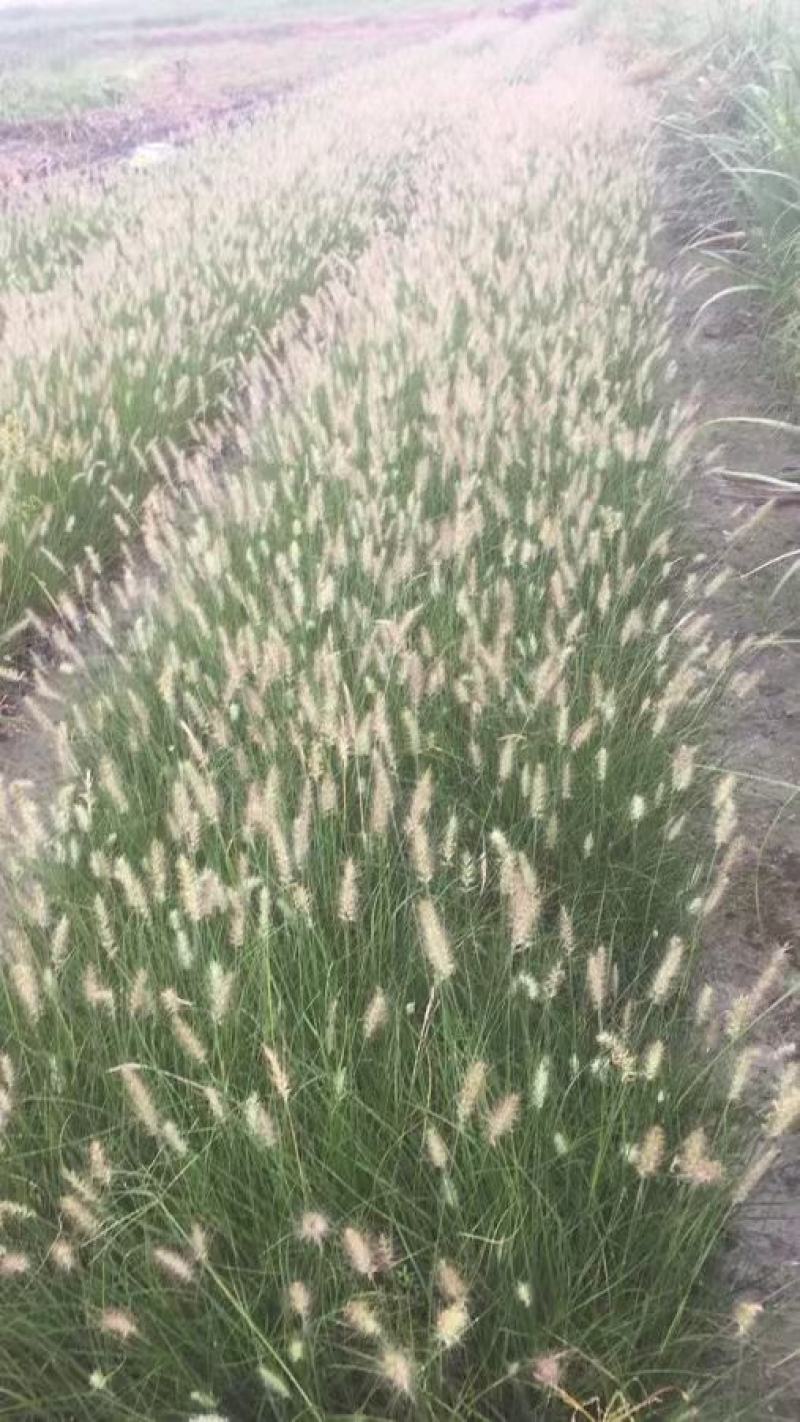 四川成都温江基地小兔子狼尾草，质量保证欢迎咨询