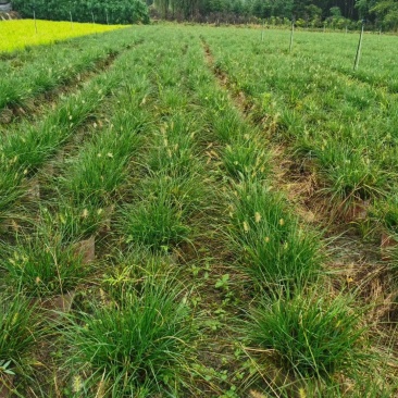 四川成都温江基地小兔子狼尾草，质量保证欢迎咨询