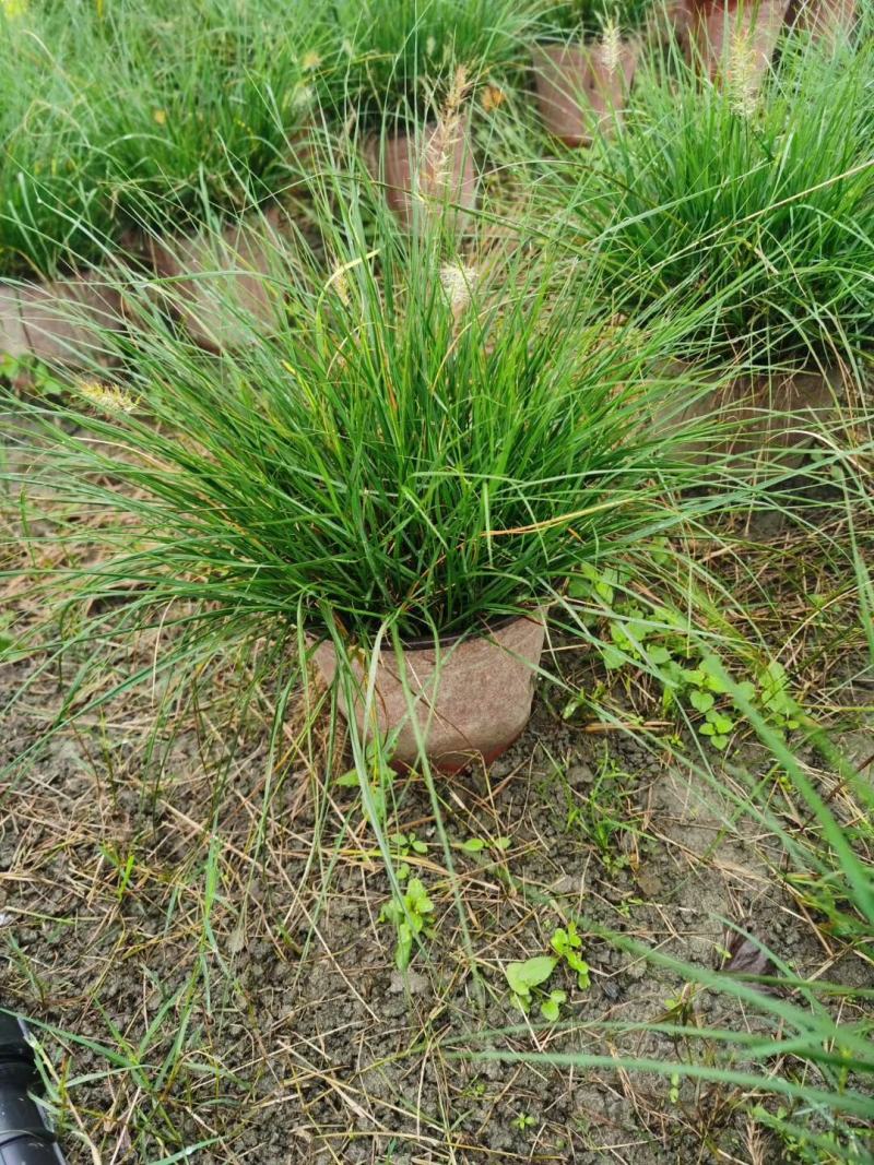 四川成都温江基地小兔子狼尾草，质量保证欢迎咨询