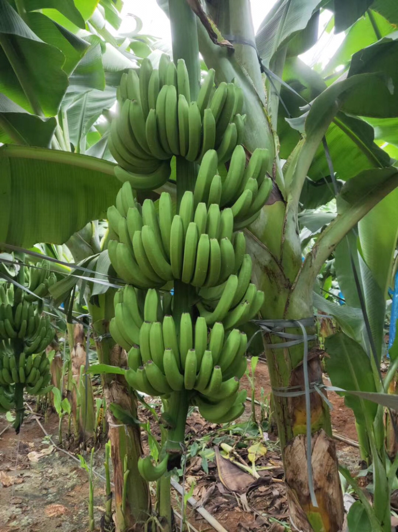 广西南宁莫少苗木(威廉斯b6)10cm~30cm不含