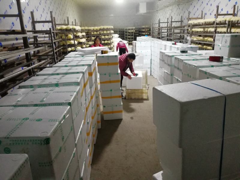 原产地厂家鲜银耳新鲜银耳银耳支持商超社区团购