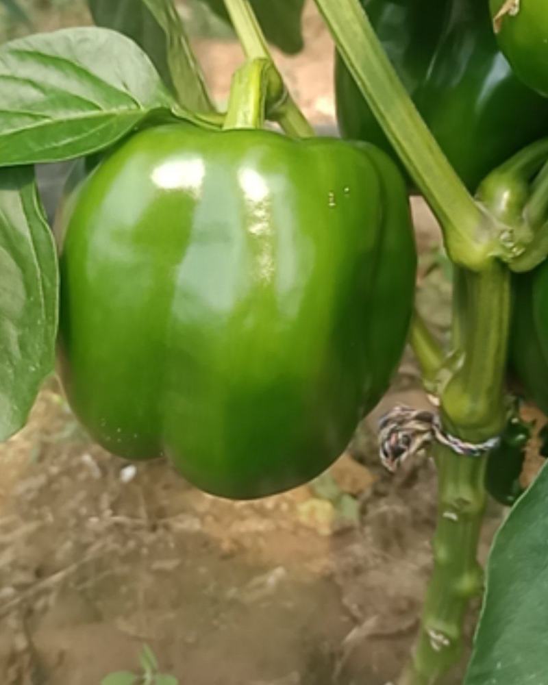 精品尖椒元椒大量上市