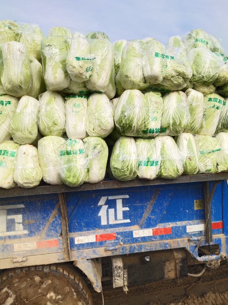 青杂三号白菜.大量上市，产地直发，大量有货
