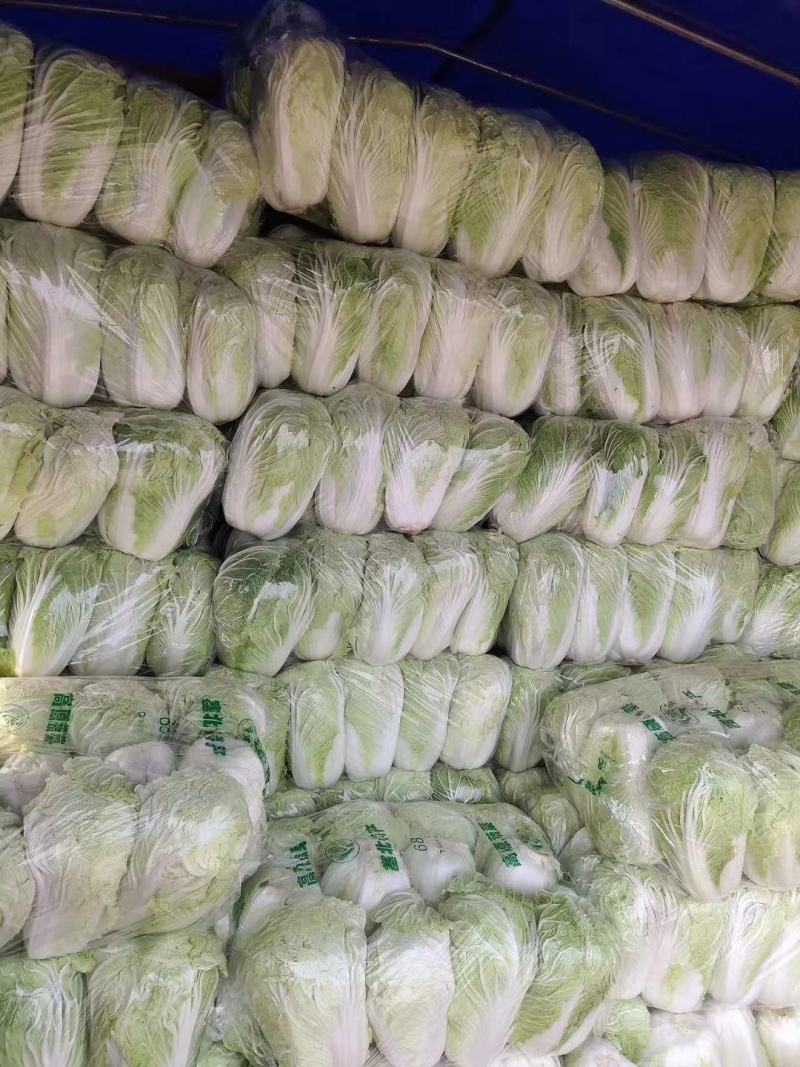 青杂三号白菜.大量上市，产地直发，大量有货