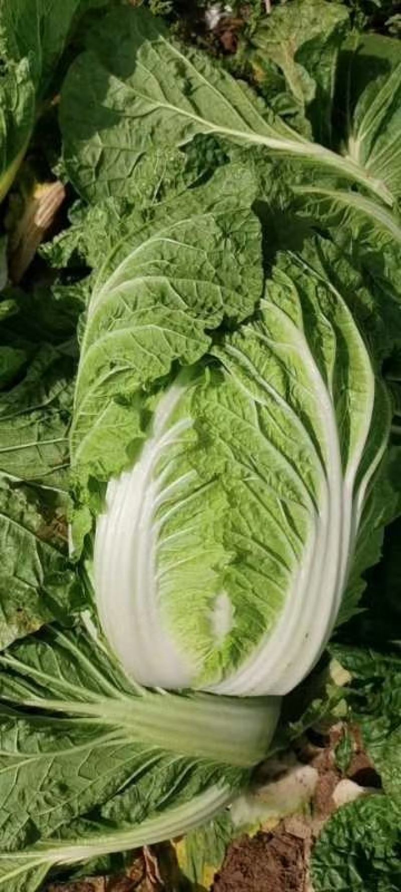 精品黄心白菜，高原夏菜，量大从优，欢迎选购