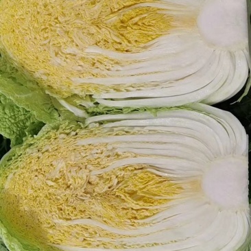 精品黄心白菜，高原夏菜，量大从优，欢迎选购