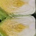 精品黄心白菜，高原夏菜，量大从优，欢迎选购
