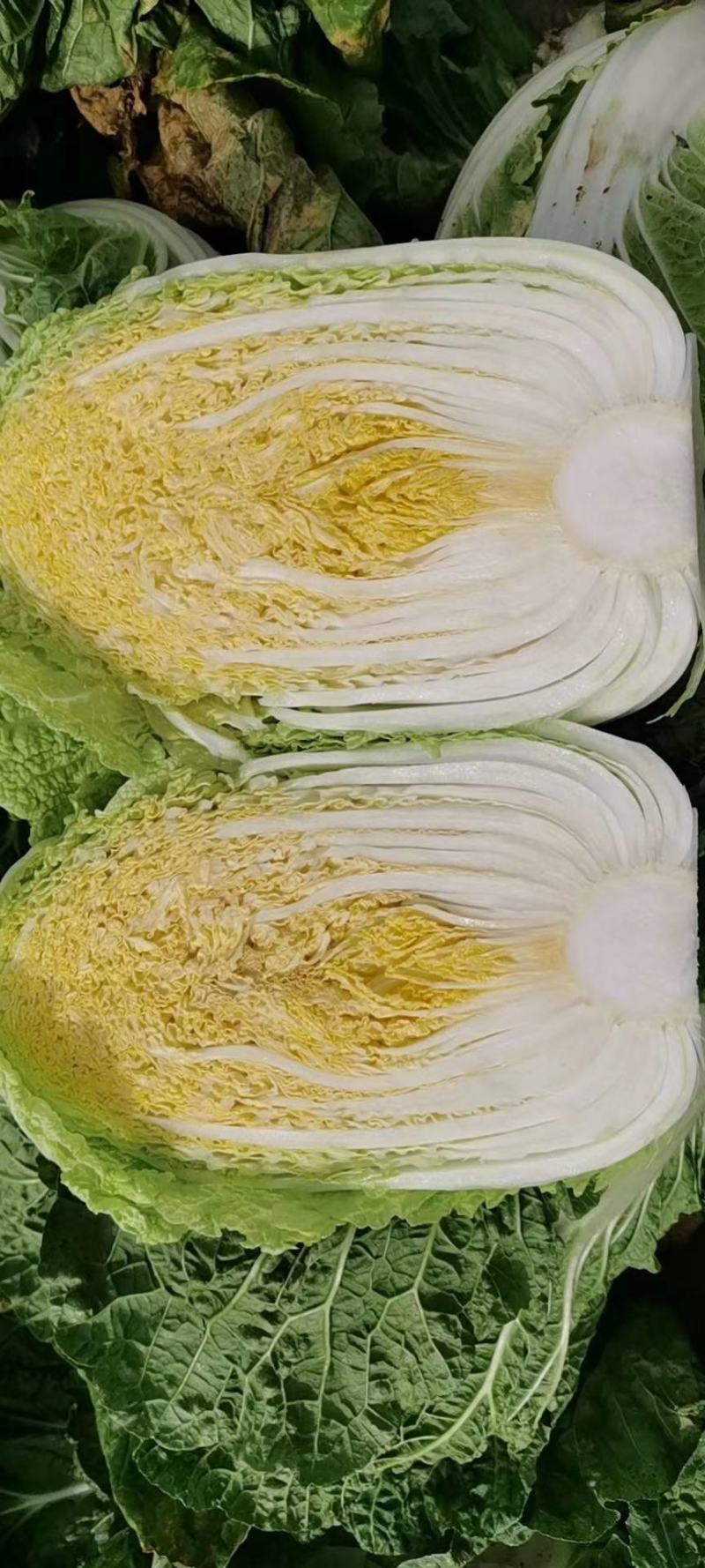 精品黄心白菜，高原夏菜，量大从优，欢迎选购