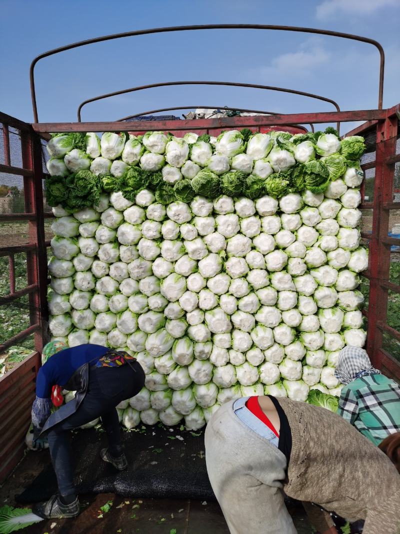 精品黄心白菜，高原夏菜，量大从优，欢迎选购