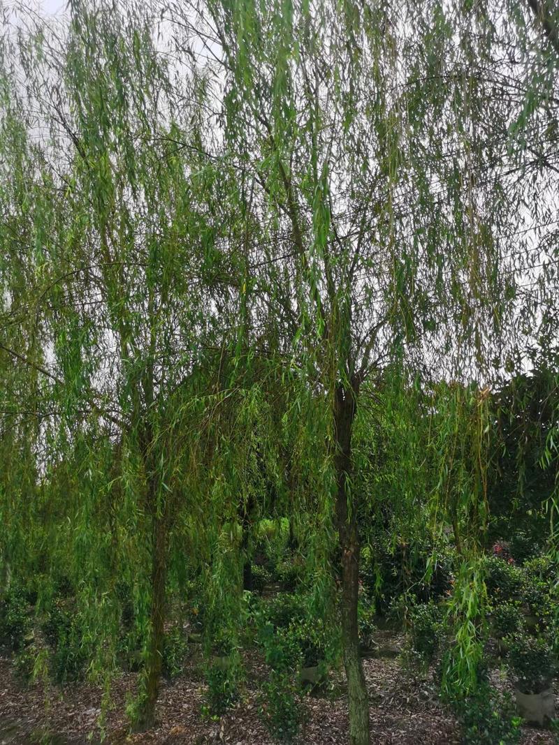 四川成都温江基地苗圃杨柳树，质量保证欢迎咨询