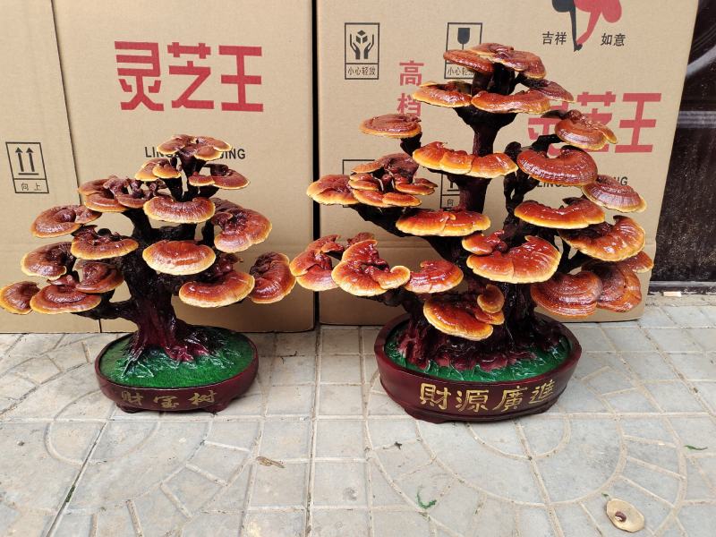 基地供应，灵芝盆景，样式齐全，一手货源，价格美丽