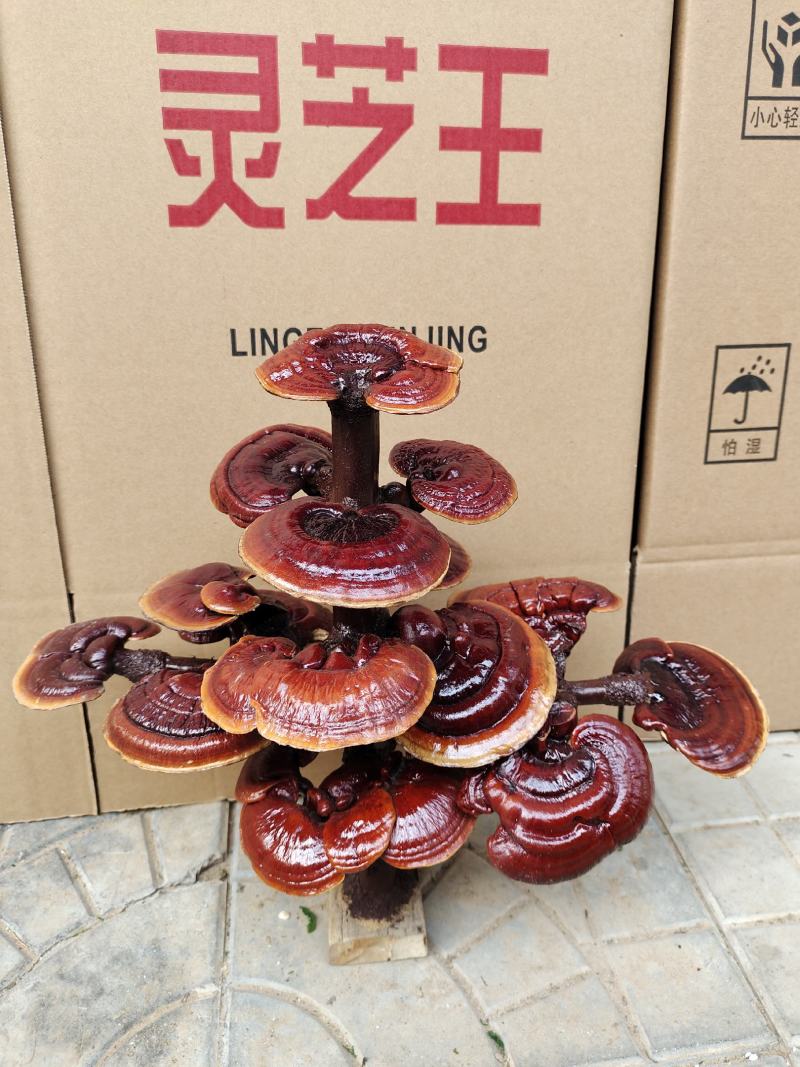 基地供应，灵芝盆景，样式齐全，一手货源，价格美丽