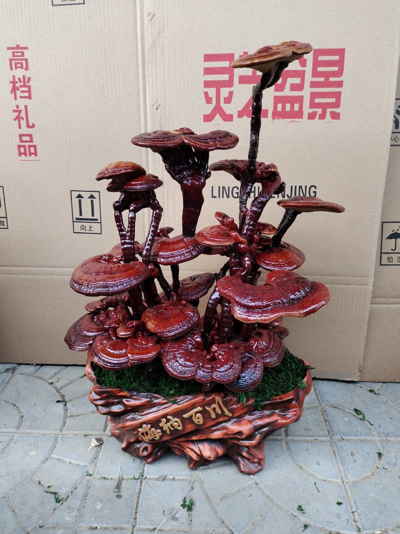 基地供应，灵芝盆景，样式齐全，一手货源，价格美丽