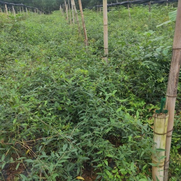 金樱子扦插苗当年结果提供种植技术包回收