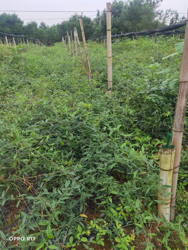 金樱子扦插苗当年结果提供种植技术包回收
