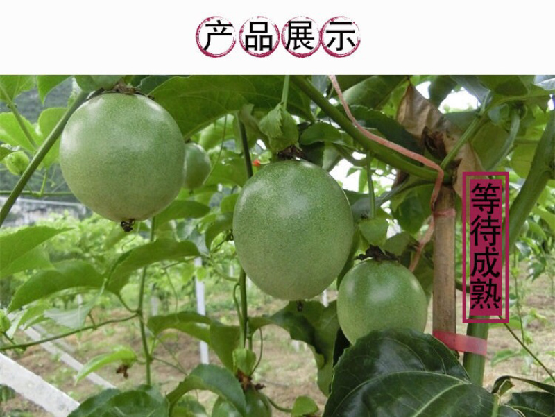 广西百香果当季新鲜水果百香果西番莲鸡蛋果一件代发